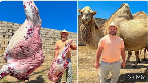 Cutting A Whole 700 KG Camel | The Biggest Dish In The World