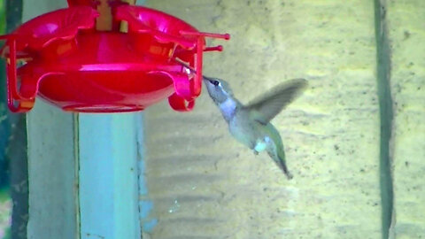 IECV NV #640 - 👀 Hummingbird At The Red Feeder 🐥6-19-2018