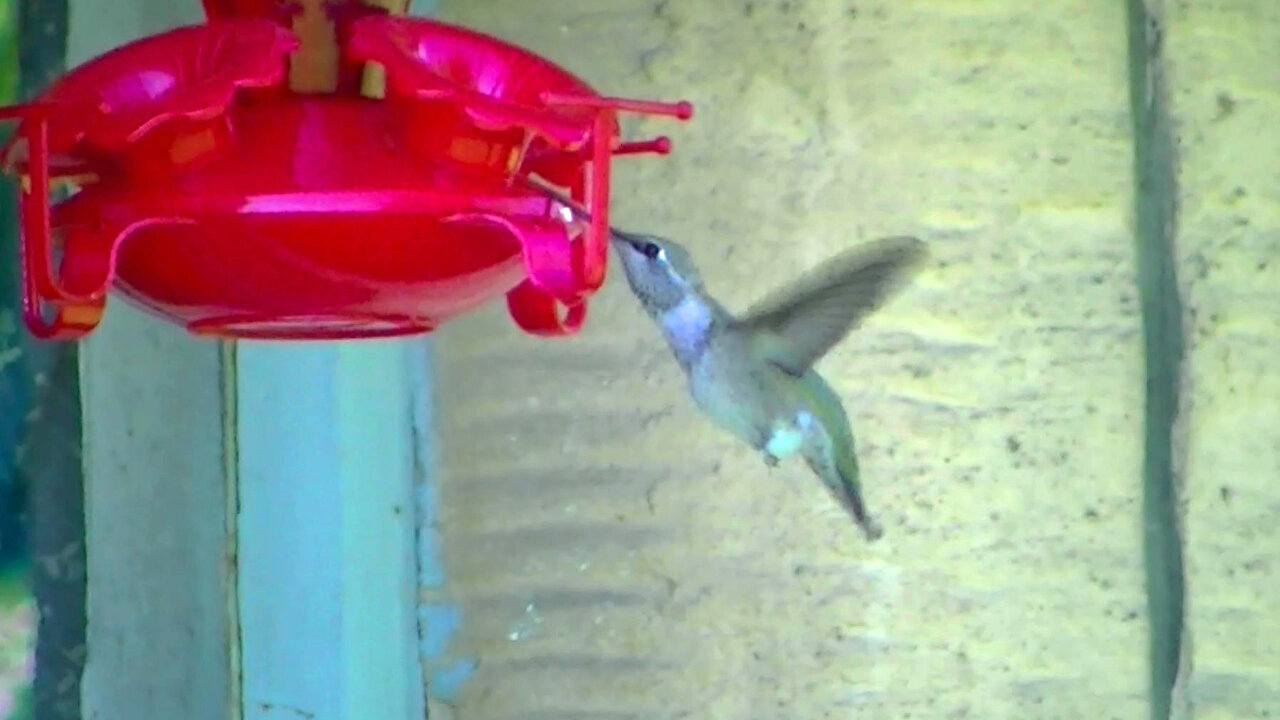 IECV NV #640 - 👀 Hummingbird At The Red Feeder 🐥6-19-2018