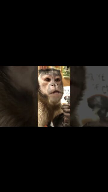 Tonight I had grilled chicken and a side salad! Wanna kiss!!Enjoy 😊 ❤️ #Shorts