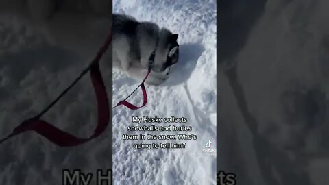 This dog buries snowballs in the snow