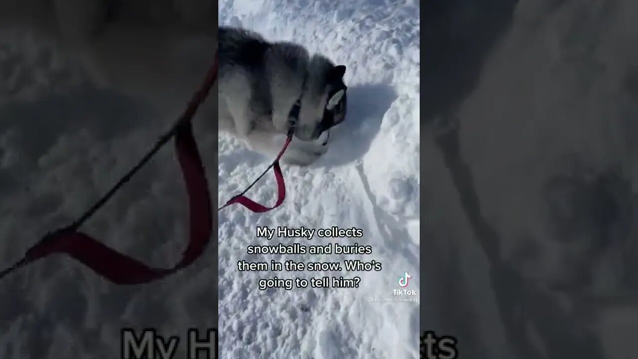 This dog buries snowballs in the snow