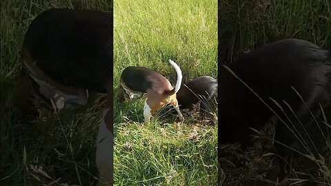 hounds having fun