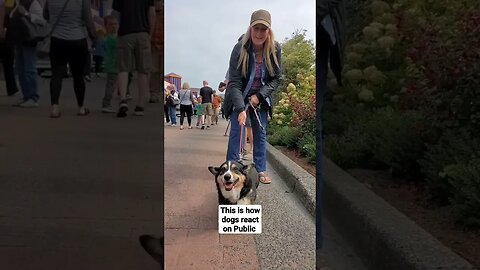 This is how dogs react on public 😃