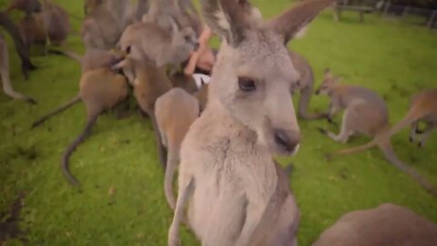 Learn all about Kangaroos and Wallabies-9