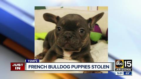 $30K worth of puppies stolen from Tempe mall