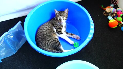 Small Cat Plays With a Ball in a Basin