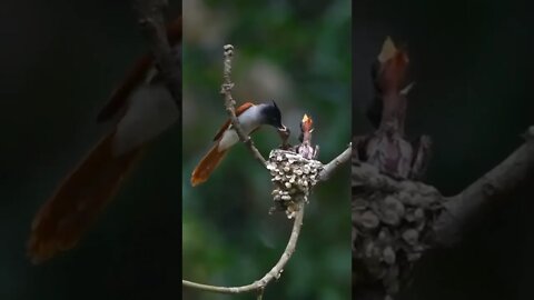 Small and very beautiful bird