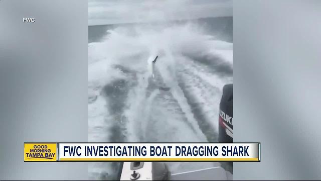 FWC investigating after social media video of shark being dragged