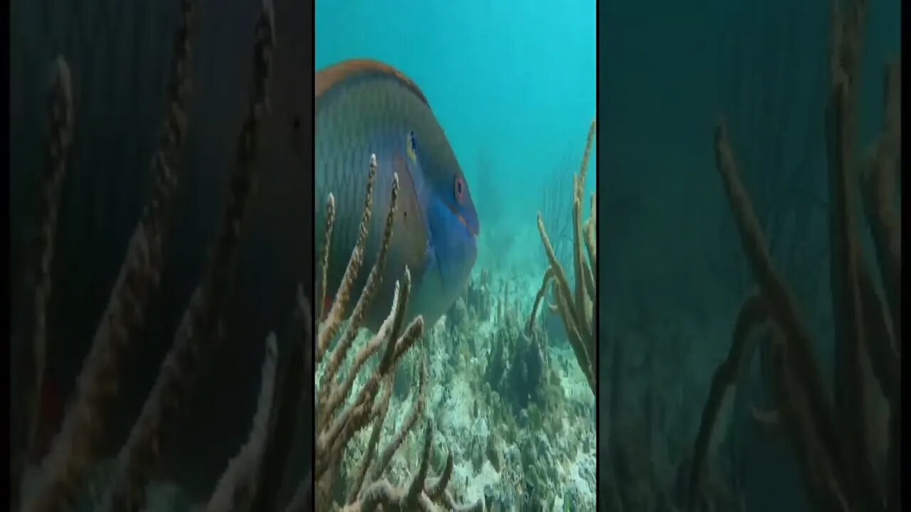 Under the sea Puerto Morelos clip 7