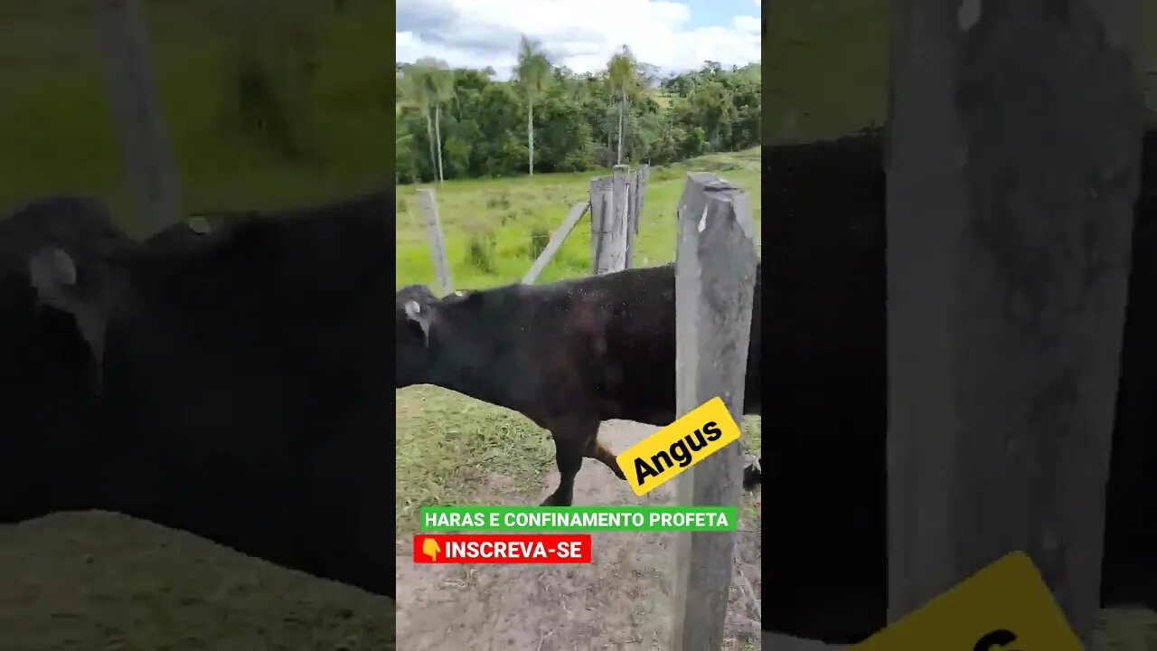 Boi Angus, Boi manso trocando de pasto . #shorts #reels #angus #animals #roça #agro #haras #fazenda