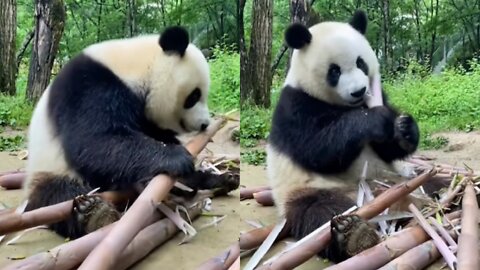 Giant pandas eat a lot !