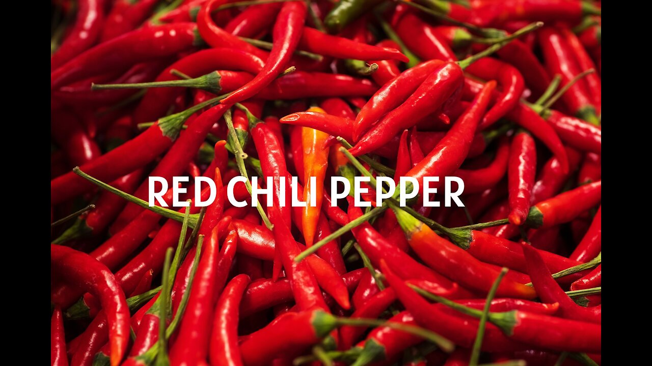 HOW TO PLANT RED CHILI PEPPER