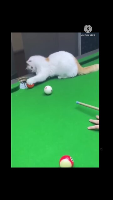 Wandercful pet claver pet😻 cute pet