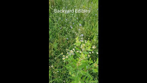 Backyard Edible, Medicinal, and Toxic Plants of Ohio with Adam Newbold