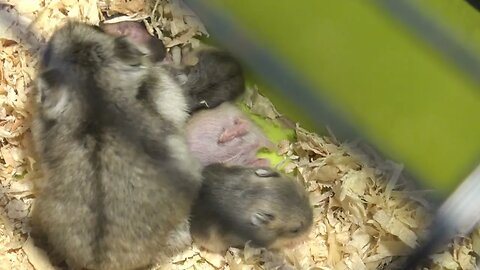 Baby Hamster Loves Drinking Milk