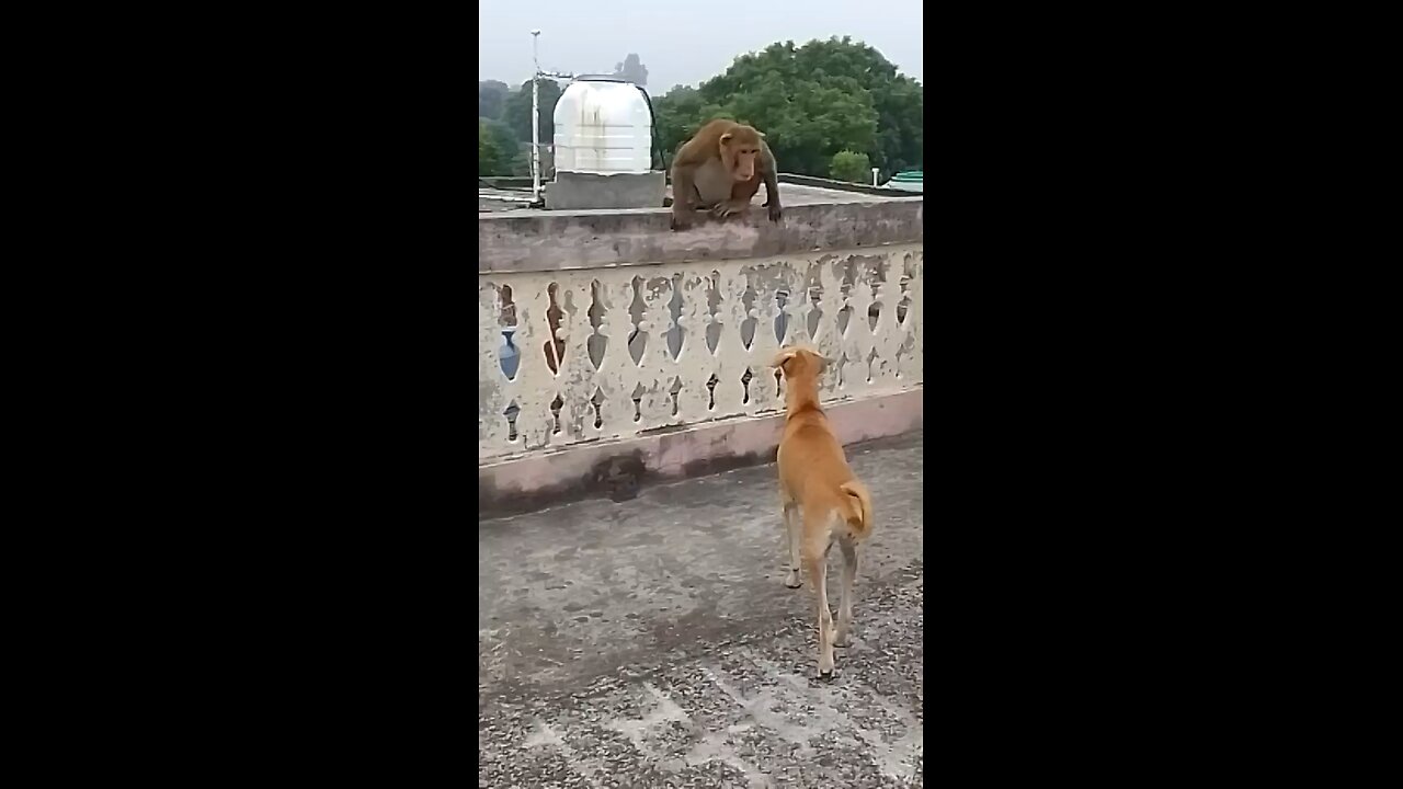 dog vs monkey fight funny 😆