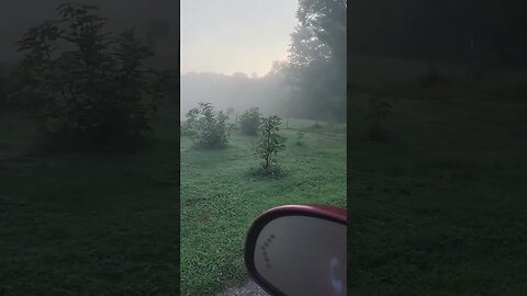 Figs in the fog #homesteading #figs #fig #tennesseefig