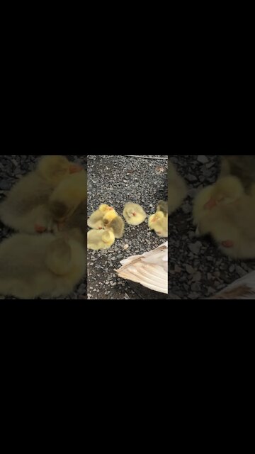 All 8 goslings - we lost two during the flood
