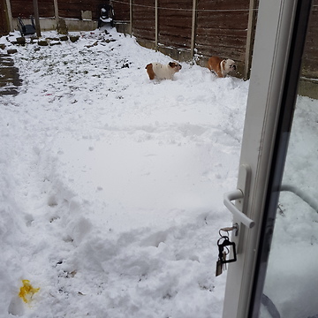 English bulldogs loving the snow