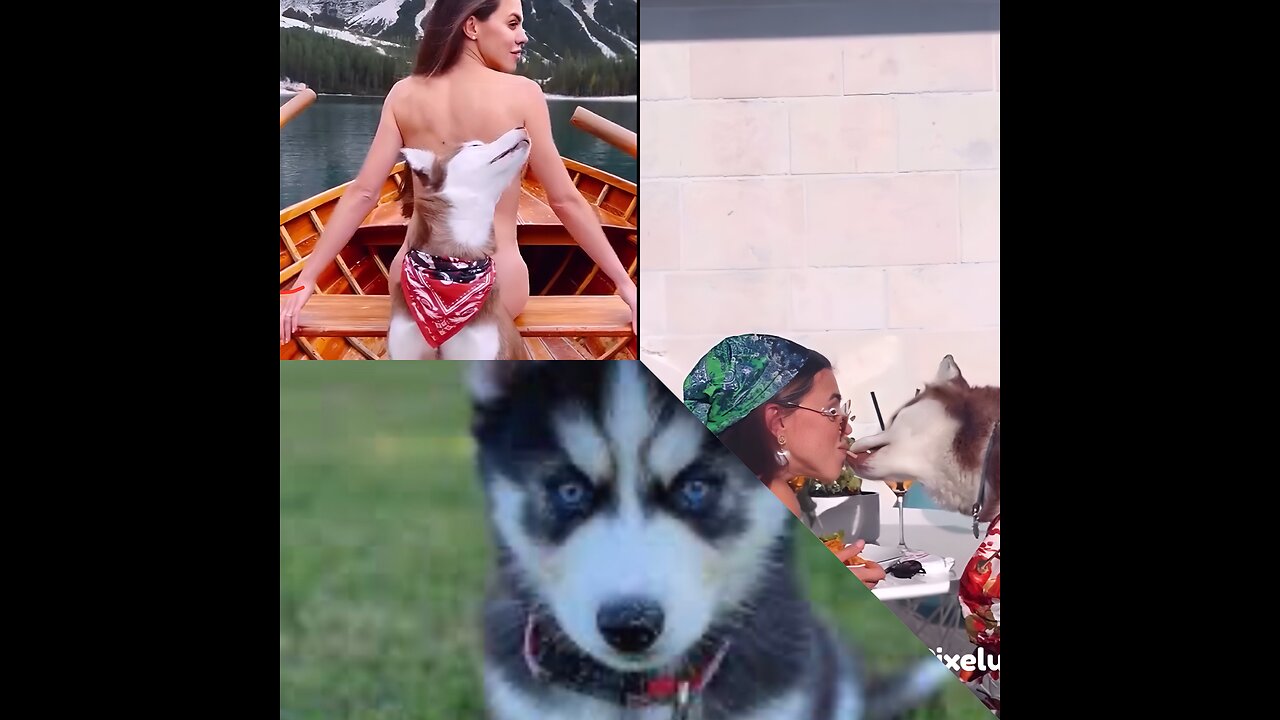 Husky Playful Moments and Adventures compilation