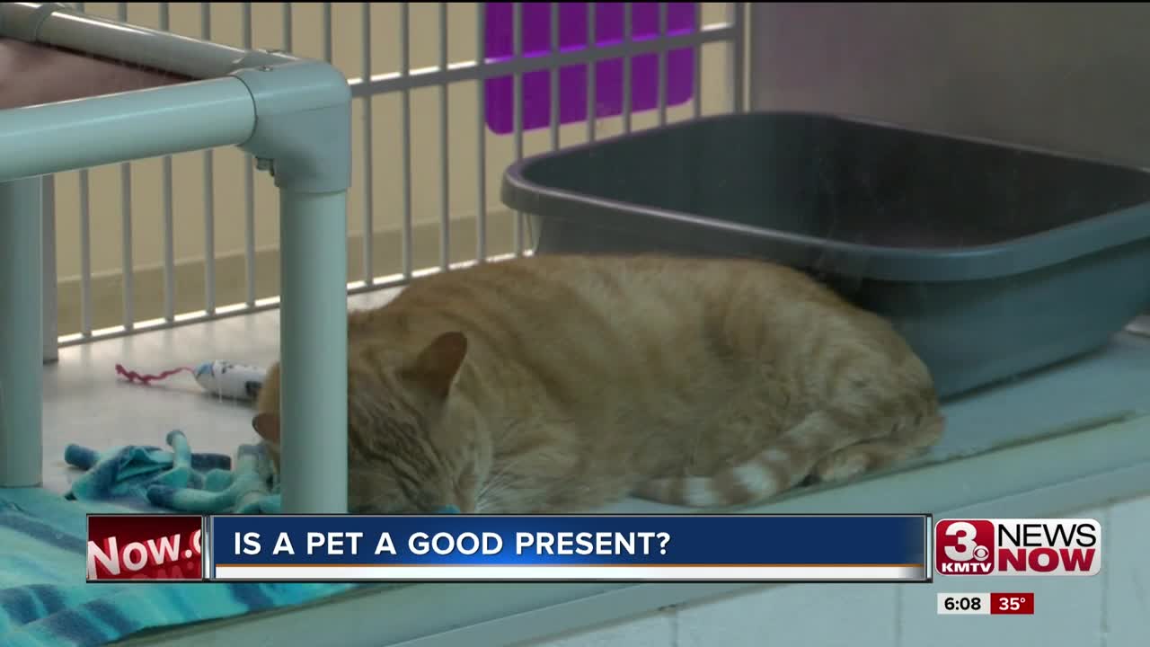 Courtney's Corner: Is a pet a good present?