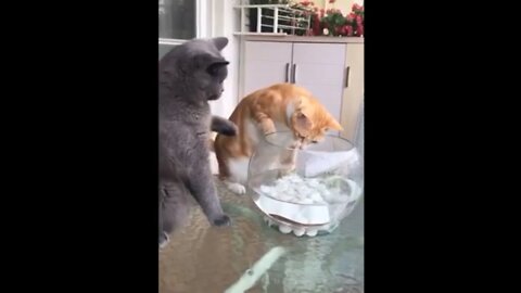 Fiter cat and quiet cat
