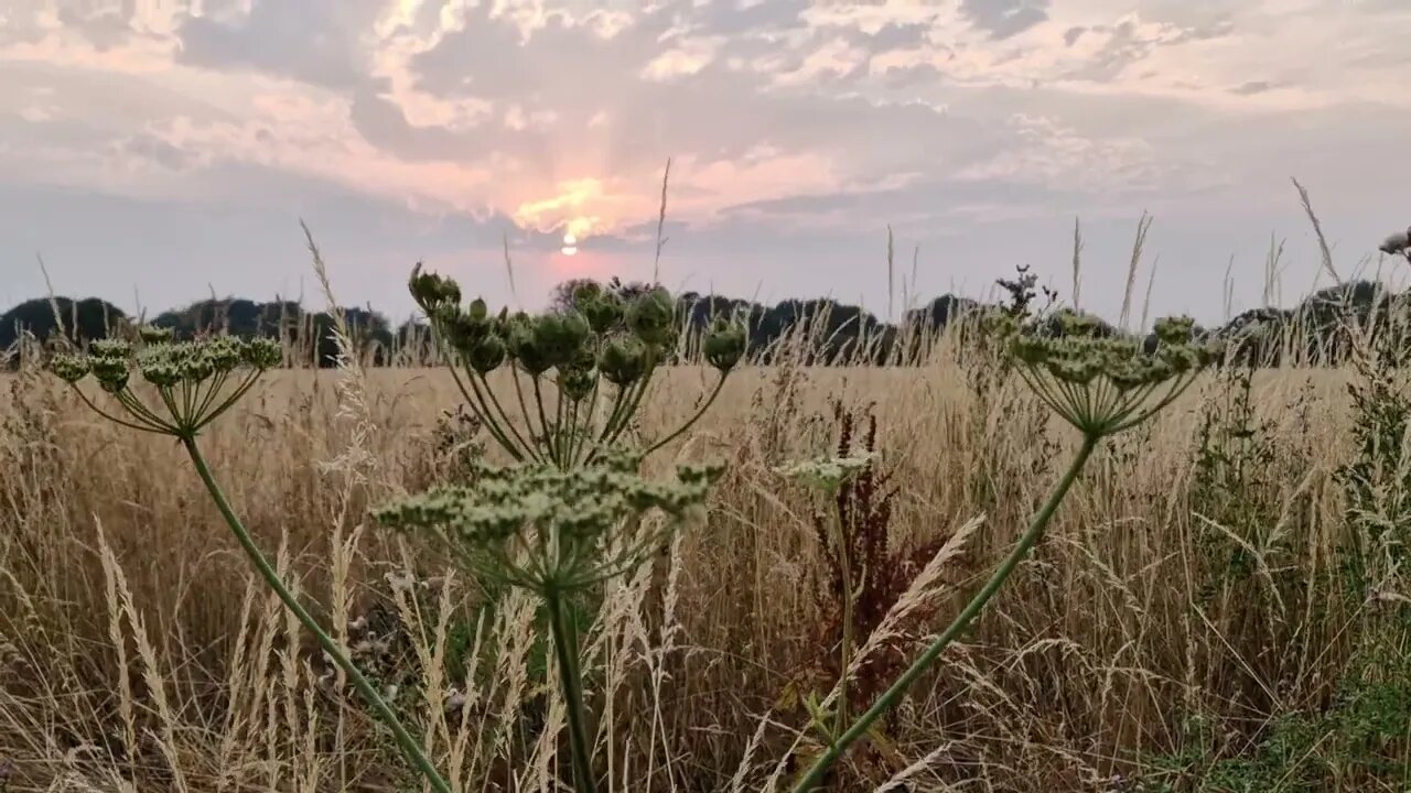 2 minutes of calm relaxation watching grasses waving in the wind & birds singing at sunset.