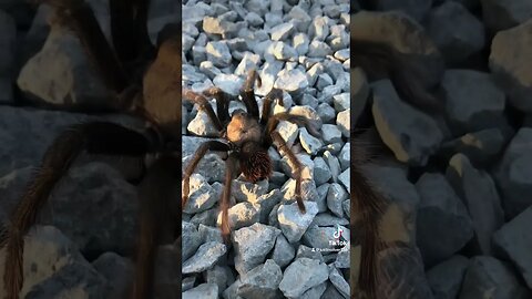 Desert Tarantula!