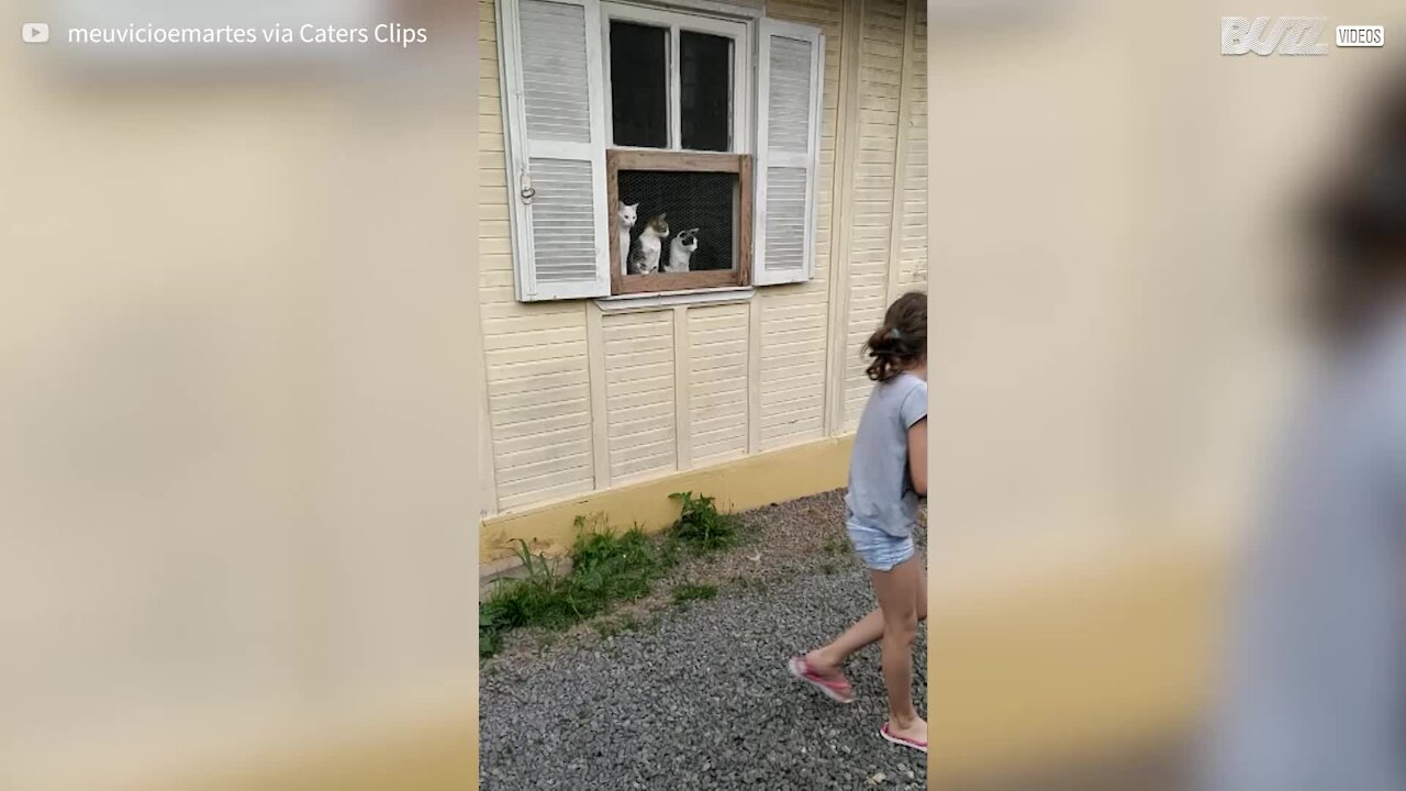 Trio of cats mesmerized by children playing with ball