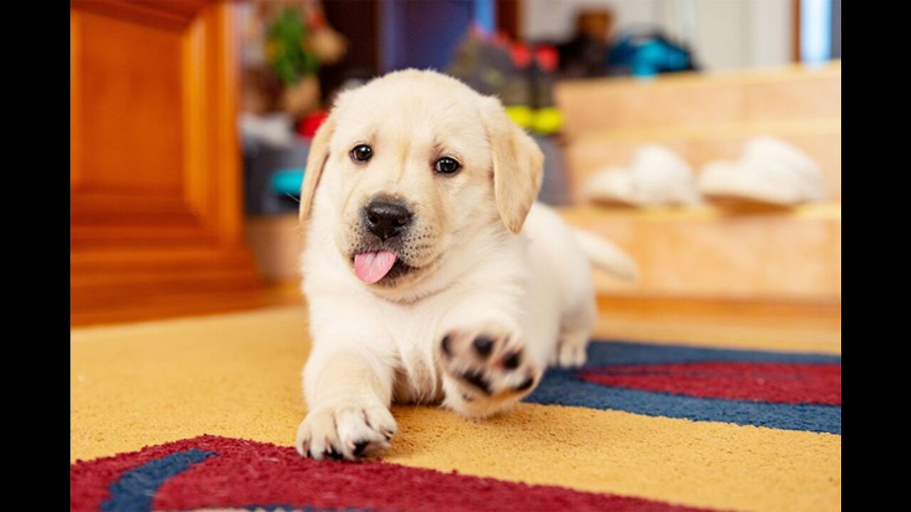 Baby Dogs - Cutest and funniest puppies | Best Funny Animals Videos 2022