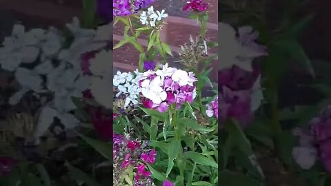 kolibri vlinder weer in mijn tuintje