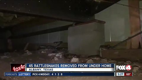 45 rattlesnakes removed from under home