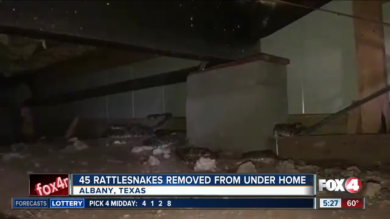 45 rattlesnakes removed from under home