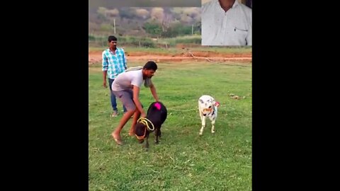 Cow runing & Playing# viral amazing video#viral video