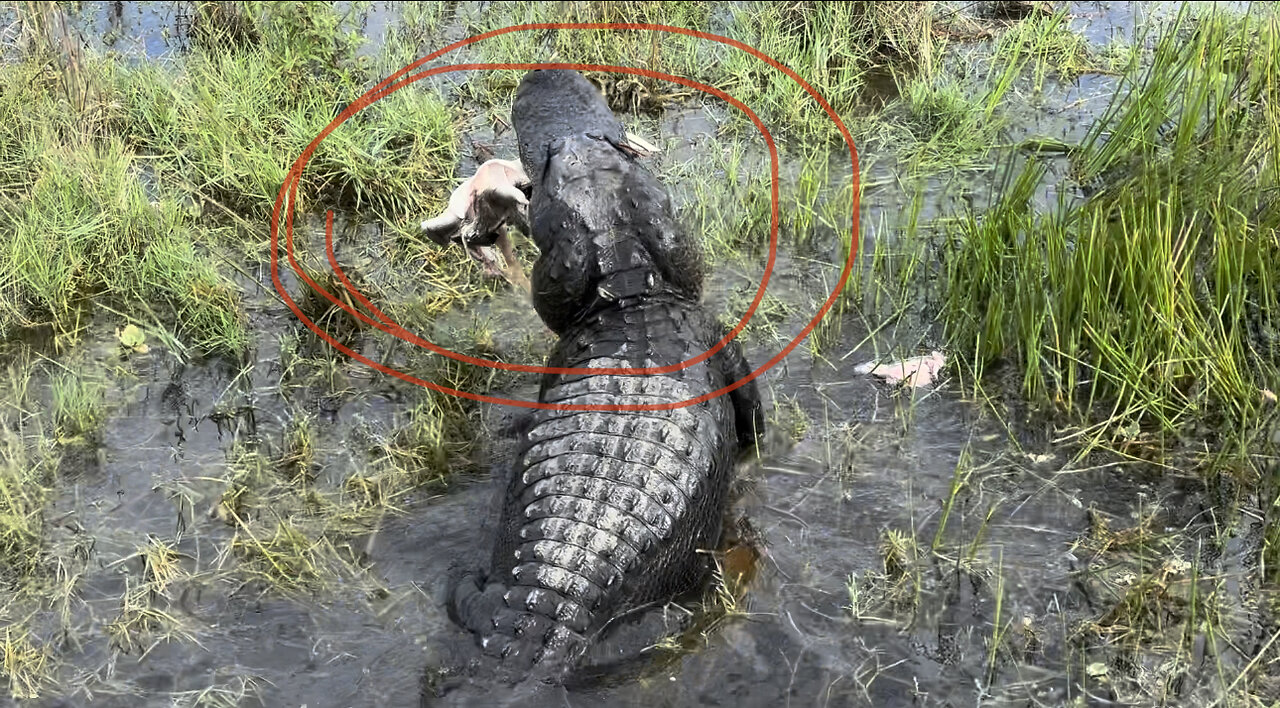 Alligator DEVOURING Snapping my Turtle at Loxahatchee Reserve in Florida!