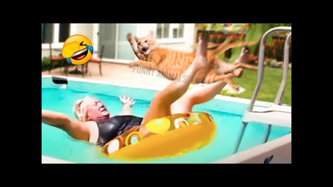 🤣 Funniest 🐶 Dogs and 😻 Cats