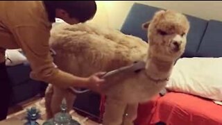 Já imaginou uma alpaca sendo aspirada?