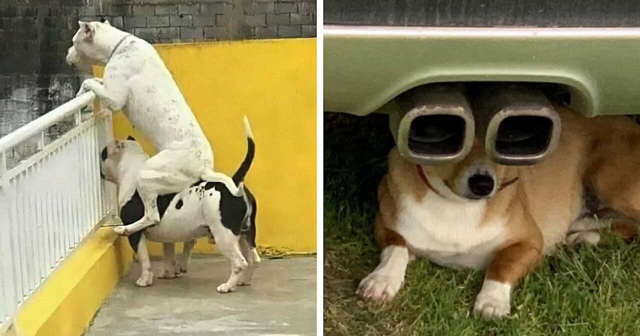 59 Hilarious Dog Videos To Put A Smile On Your Face