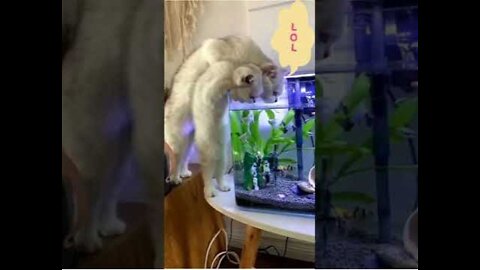 We are just watching them 🐠🐱 funny cat video #Shorts #funny #cute #cat