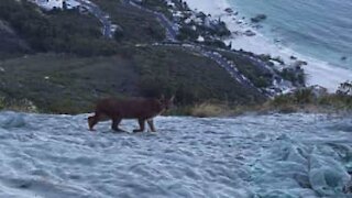 Rare observation d'un caracal en Afrique du Sud