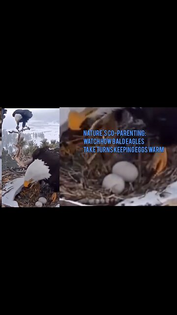 Nature's Co-Parenting: Watch How Bald Eagles Take Turns Keeping Eggs Warm