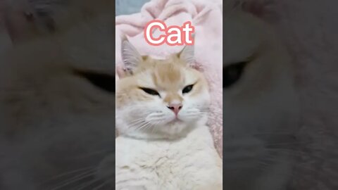 🐱Cutest Cats🐱Make cat rabbit😺？/🐰？