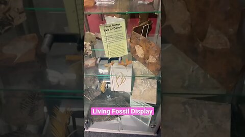 Living Fossil Display in the Creation Research Centre! #fossil #living #explore #viral #mustwatch