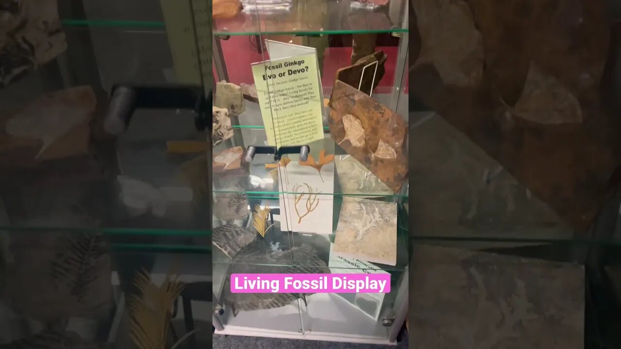 Living Fossil Display in the Creation Research Centre! #fossil #living #explore #viral #mustwatch