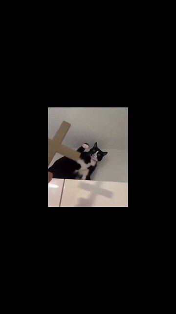 The Exorcist. Starring— a cat? #exorcist #funnycatvideos #caturday