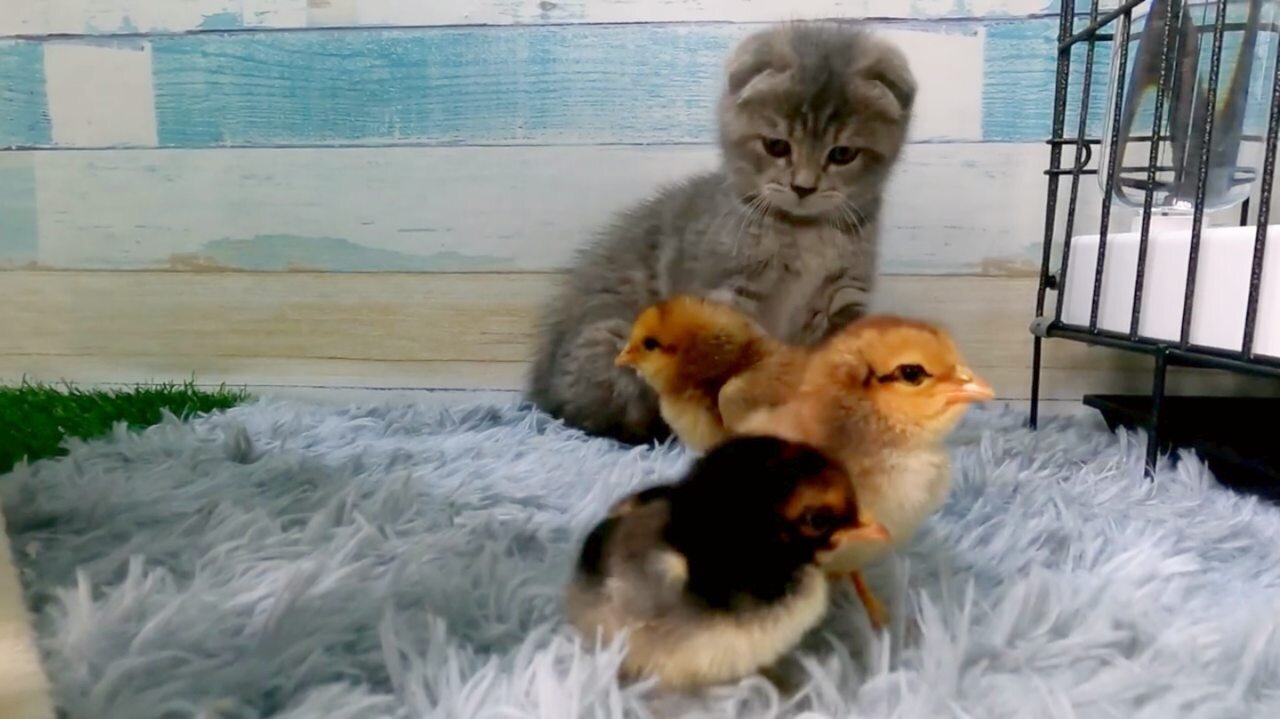 Cute Kitten is Afraid Of Tiny Chicks