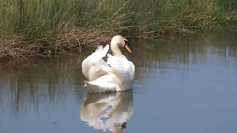 Swan And Ducklings Pett Level