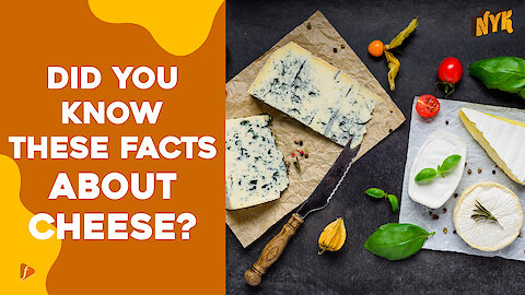 Why Is Cheese So Special? :) :)