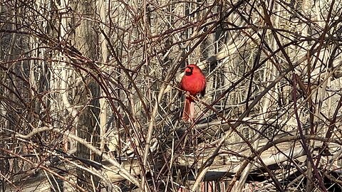 My collection of beautiful Cardinals videos 😍